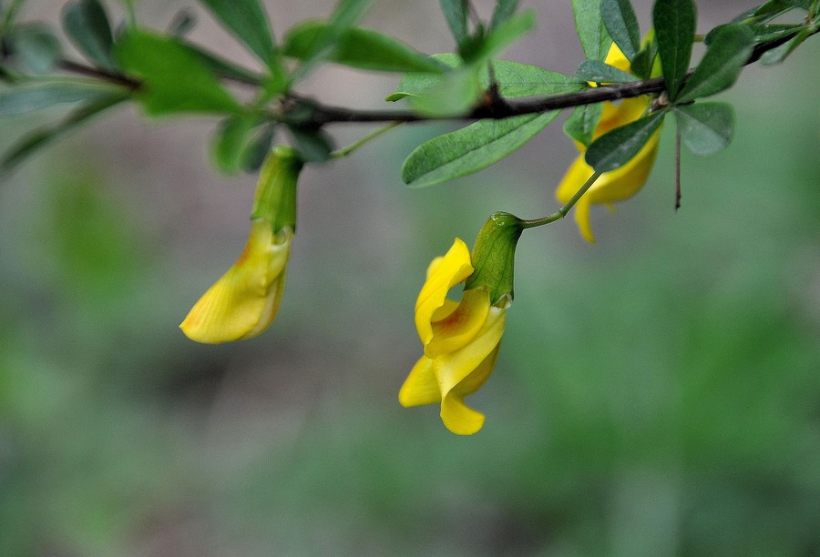 How to Find Reliable OEM/ODM Cytisine Manufacturers?